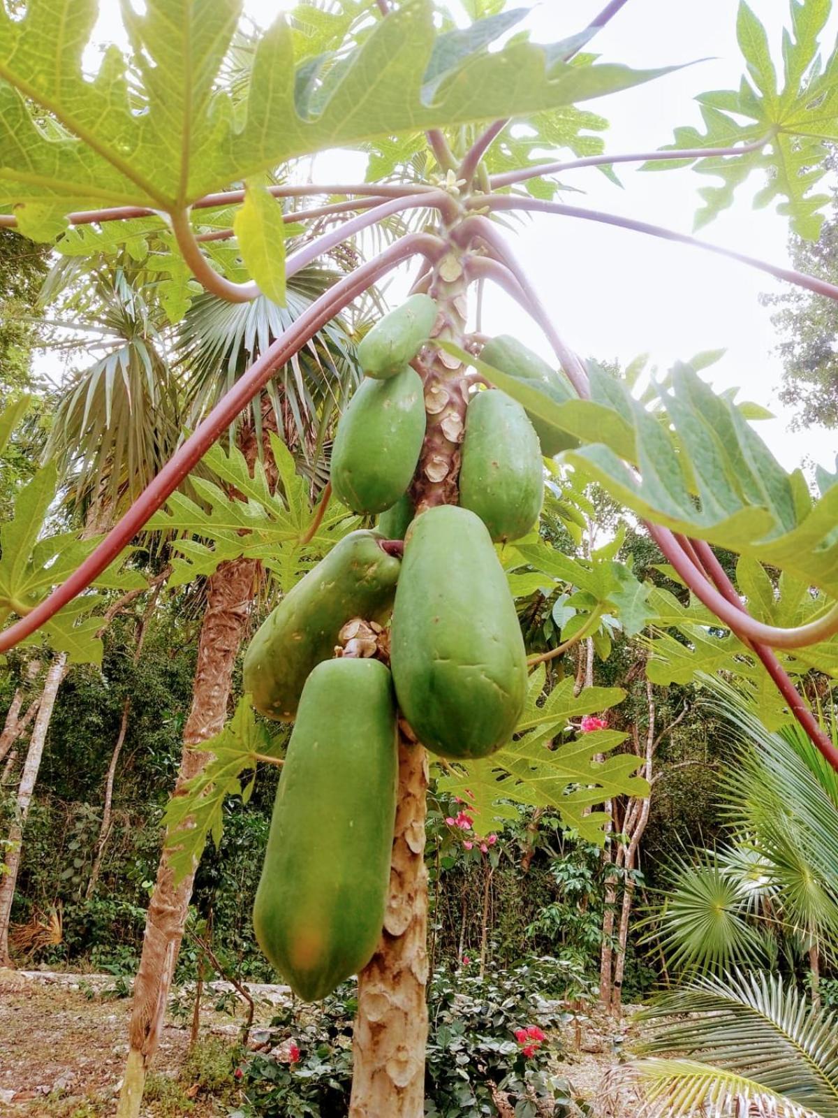 الشقق الفندقية أكومالفي  Kerubin Dorado المظهر الخارجي الصورة