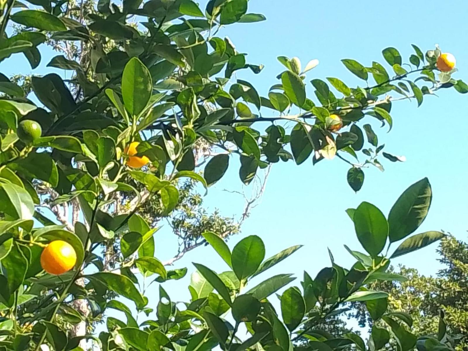 الشقق الفندقية أكومالفي  Kerubin Dorado المظهر الخارجي الصورة